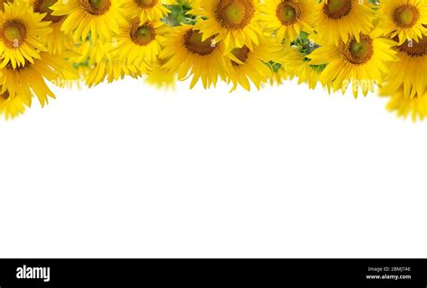 Floral Banner With Sunflowers Isolated On White Background With Space