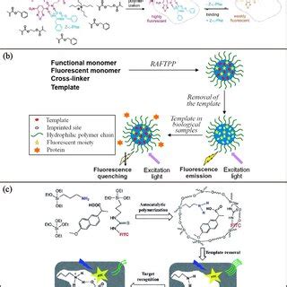 Schematic Illustration Of The Synthesis Of A Fluorescent MIP For