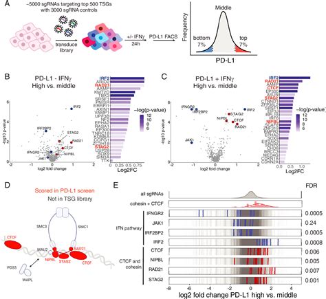 Figure 1 From Genetic Analysis Of Cancer Drivers Reveals Cohesin And Ctcf As Suppressors Of Pd