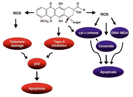 Anthracyclines - Antibiotic Drugs - AntiinfectiveMeds.com