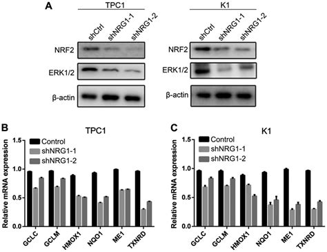 Nrg1 Regulates The Nrf2are Pathway A Knockdown Of Nrg1