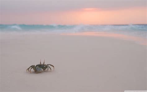 Beach Crab wallpaper | 2560x1600 | #11565