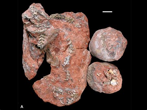 Snake Vs. Dinosaur Deathmatch Preserved In Fossil Find : NPR