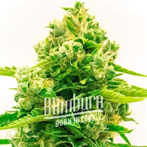 Northern Lights Mazar Auto Thc Buy Autoflower Seeds