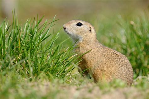 Европейский суслик (Животный мир Молдовы) · iNaturalist