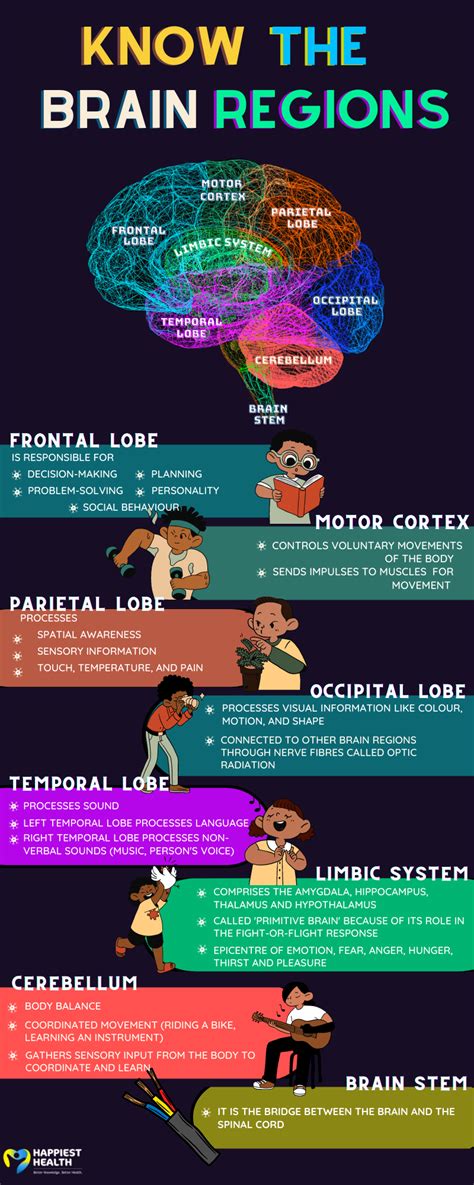 Know the brain regions | Happiest Health