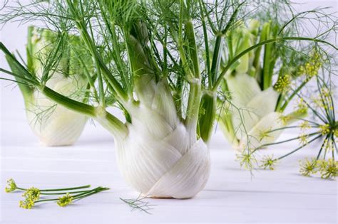 Premium Photo | Raw fennel bulbs with green stems and leaves, fennel ...