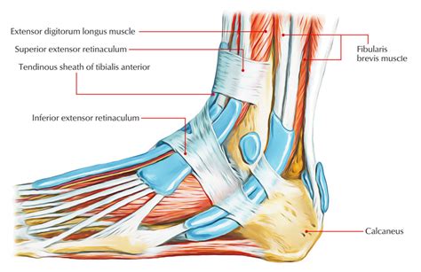 Superior Extensor Retinaculum – Earth's Lab