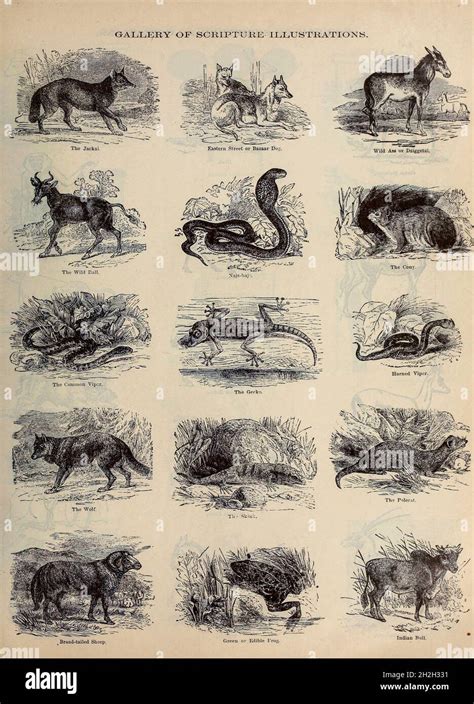 Woodcut Illustrations Animals Hi Res Stock Photography And Images Alamy