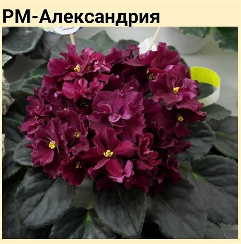 Pin by Зоряна Таратула on Gardening and Violets | African violets ...