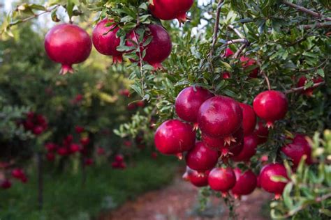 The Best Fertilizer For Pomegranate Trees Minneopa Orchards