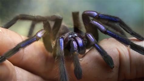 New Electric Blue Tarantula Species Discovered In Thailand Youtube