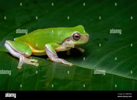 Chinese Tree Frog (Hyla chinensis Stock Photo - Alamy