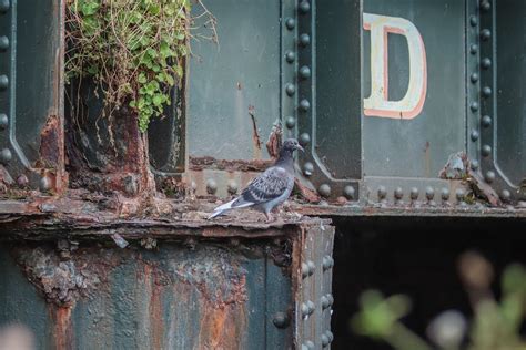 Pigeon Sitting On Metal Rusty Rail Car · Free Stock Photo