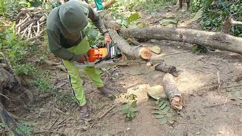 Mantappp Tebang Kayu Di Pinggir Rumah Penuh Kehati Hatian Youtube