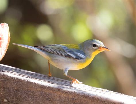 The Rarest Bird in Brownsville | FatherSonBirding