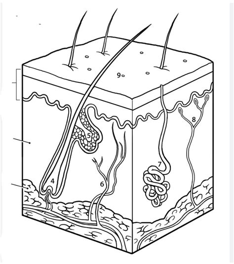 Label The Skin Diagram Quizlet