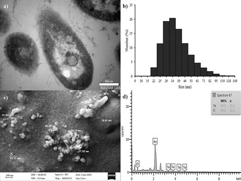 TEM Micrograph A DLS Analysis B FE SEM Image C And EDX