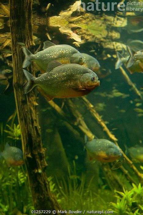 Stock Photo Of Red Bellied Piranha Serrasalmus Pygocentrus Nattereri