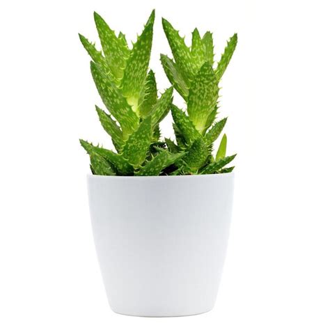 Twisted Green Cactus Plant Winni