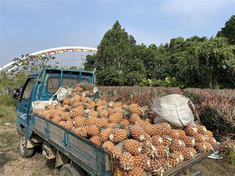 嘉義民雄「鳳梨滿」，戴上神奇小黃帽，甜度超高！ 行遍天下旅遊網