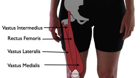 Quadriceps Isometric Exercises Seotnseolc