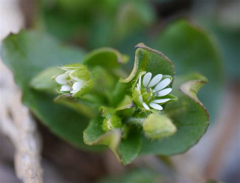 Common Chickweed Identify That Plant