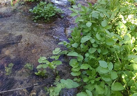 Vegan Watercress Soup Recipes Using Wild Watercress