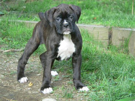 Beagle Boxer Black And White Boxer Puppies