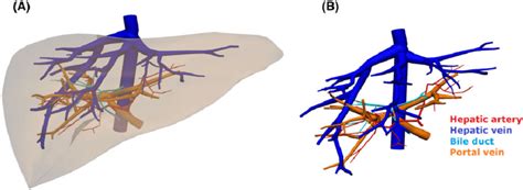 Hepatic Artery And Portal Vein