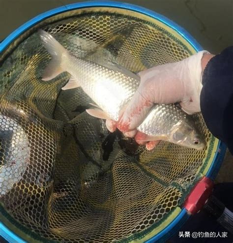 野河冬釣，酒米逗釣土鯪魚，收穫滿滿一箱野生大板鯽魚 每日頭條