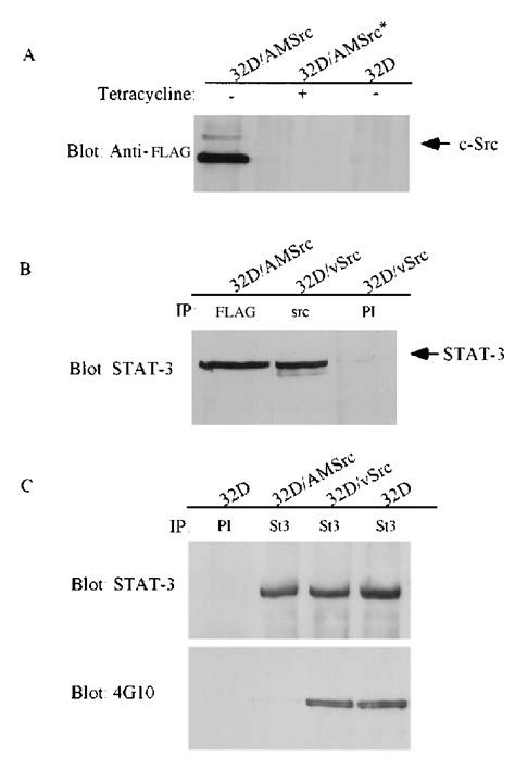 A Dominant Negative Mutant Of Src Blocks IL 3 Induced Activation Of