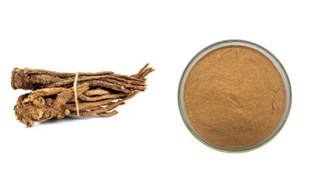 China Organic Angelica Sinensis Extract Manufacturers Factory Wholesale Service Nutragreenlife