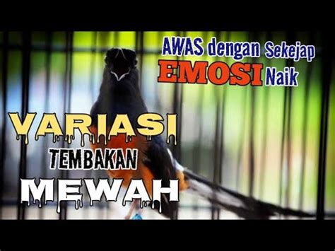 Pancingan Murai Batu GACOR VARIASI Tembakan MEWAH Putar Sekejap