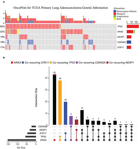 Frontiers New Horizons In Kras Mutant Lung Cancer Dawn After Darkness