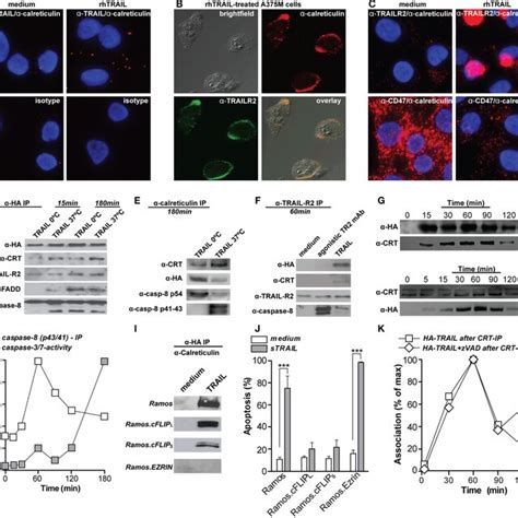 Immunomodulatory Role Of Calreticulin In Cancer Immunity A In