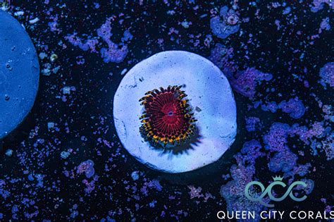 SBB Aphrodite Zoa - (WYSIWYG) | Queen City Corals