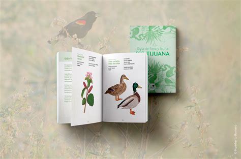 Presentamos La Gu A De Flora Y Fauna R O Tijuana Una Herramienta Para