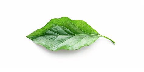 premium photo green rocket leaf isolated  white background