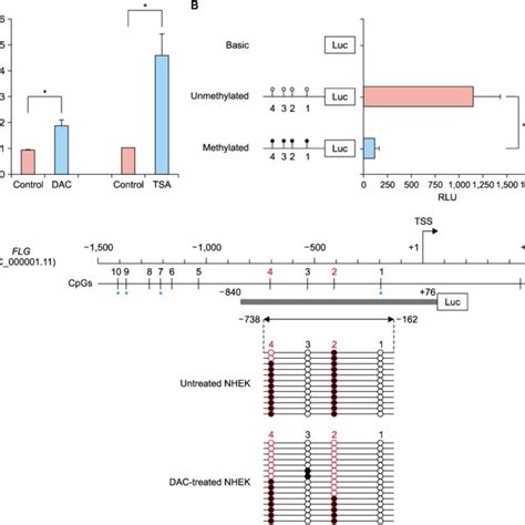 Epigenetic Regulation Of Filaggrin Gene FLG Expression In