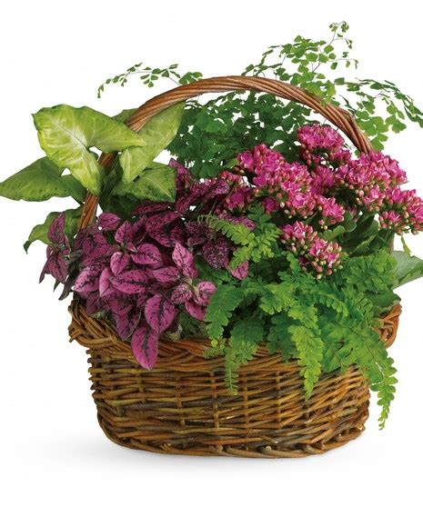 Secret Garden Basket Plant Delivery Cincinnati Oh Adrian Durban Florists