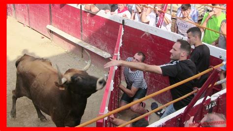 Cadreita Navarra Tarde Vacas En Plaza Viernes Julio