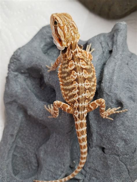 10 Bearded Dragon Morphs & Colors (#10 IS SUPER RARE)