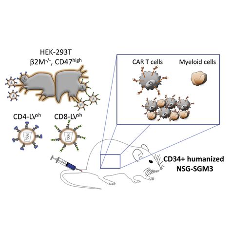 In Vivo Generation Of Car T Cells In The Presence Of Human Myeloid