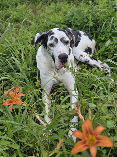 Great Dane... - Great Dane Rescue of the Commonwealth (VA)