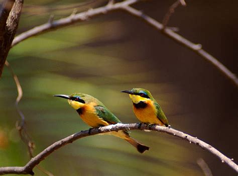 Green Bee Eater Botswana Bird Africa Stock Photos, Pictures & Royalty-Free Images - iStock