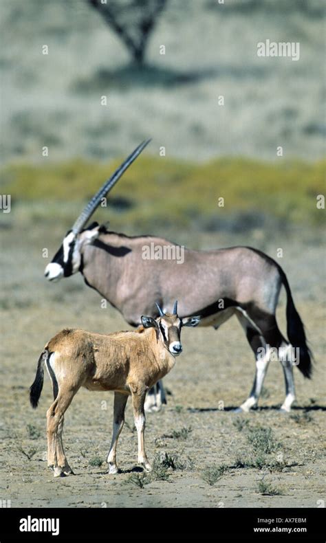 Oryx Gemsbok With Calf Oryx Gazella Kalahari Desert Kalagadi