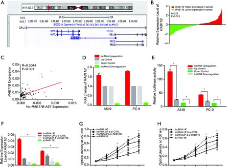 Correlation Between Lnc RAB11B AS1 And RAB11B Expression A The