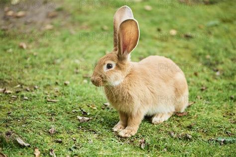 Domesticated Rabbit Oryctolagus Cuniculus Forma Domestica On A Meadow