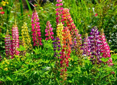 Lupine Flowers Blooming At Spring Garden Stock Photo Image Of Purple